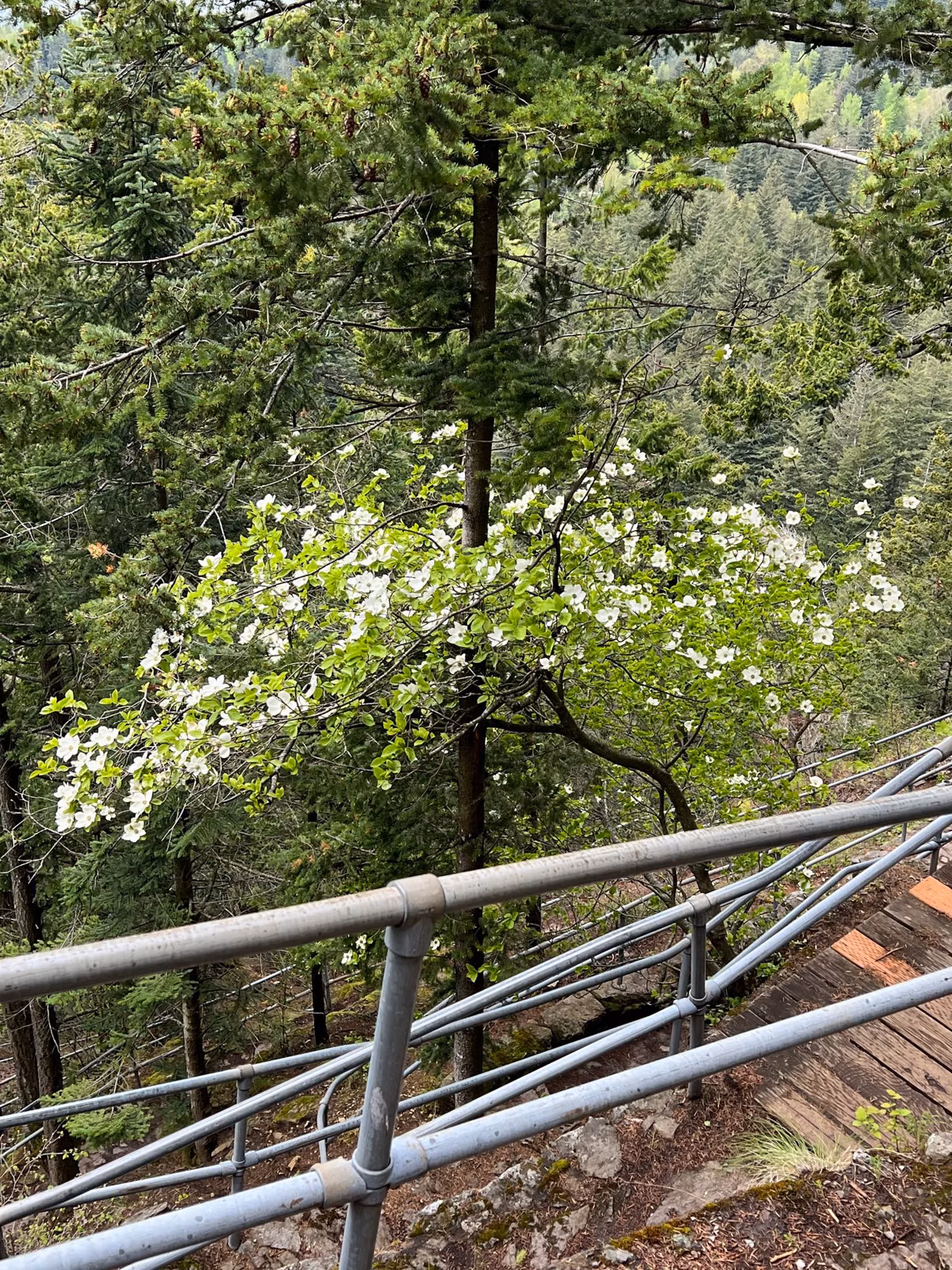 Pacific dogwood in flower beside the Beacon Rock Trail railing