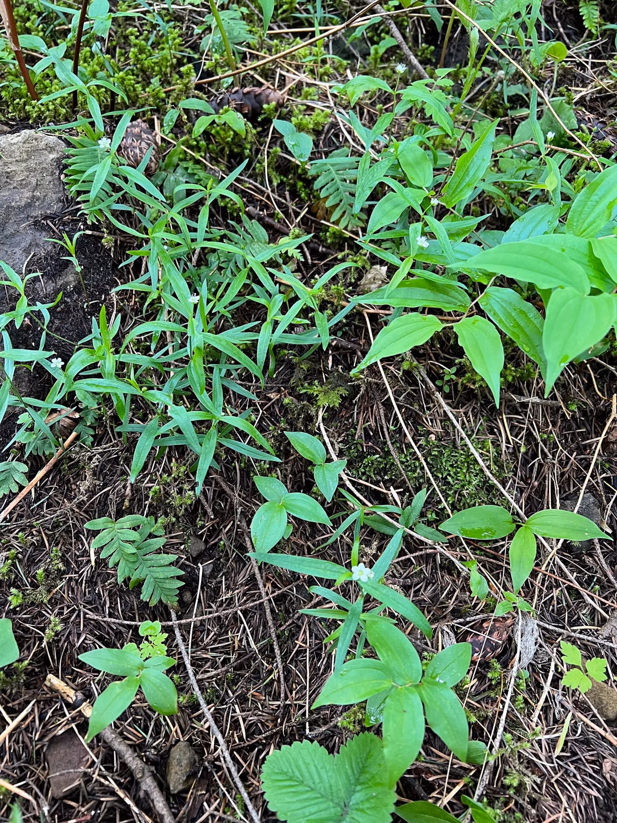 Green leafy undergrowth on the forest floor