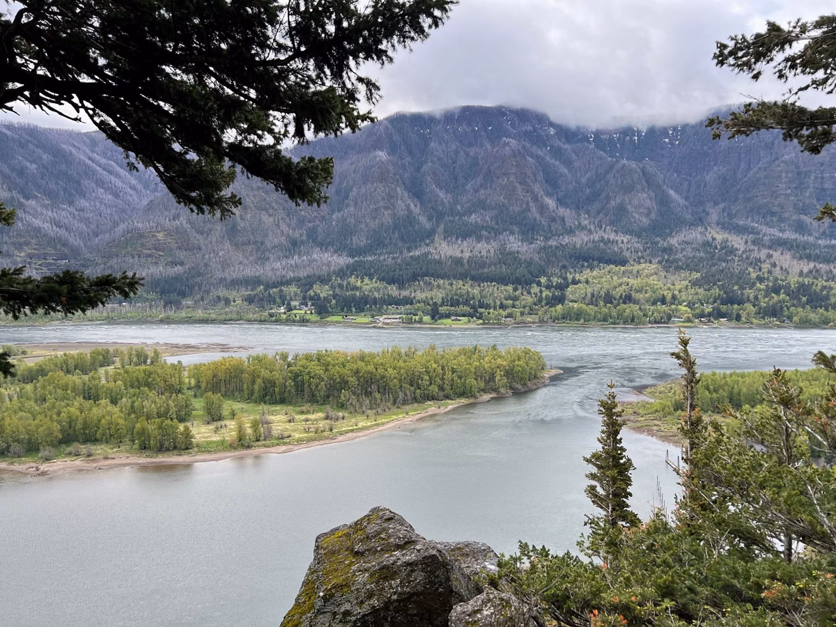 The Columbia River and wooded islands framed by conifer branches