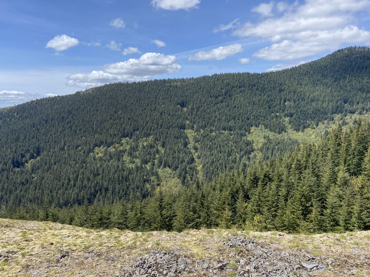 Forested slopes under a blue sky near the top of Hamilton Mountain
