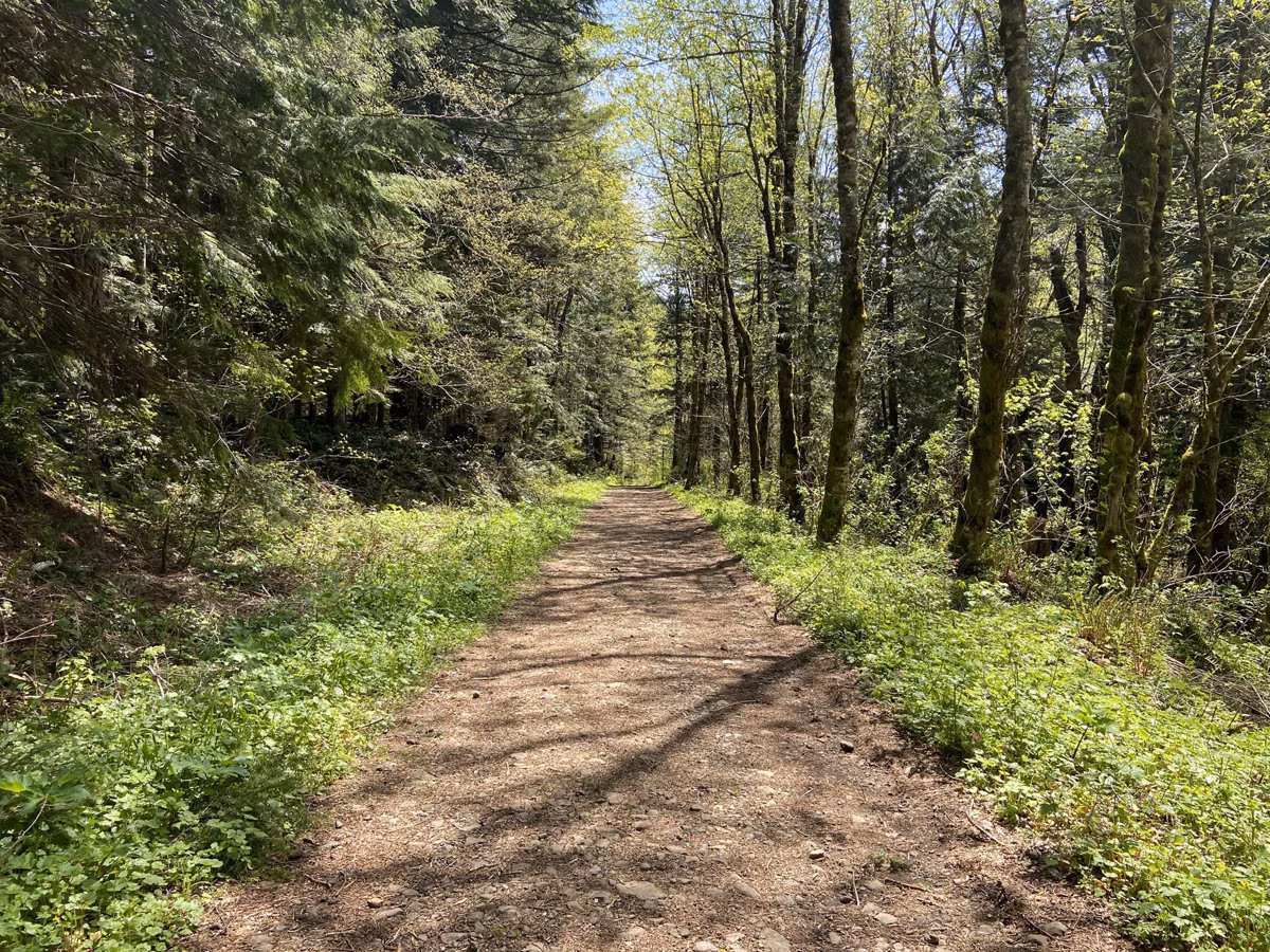 The Hamilton Mountain Trail running through green forest