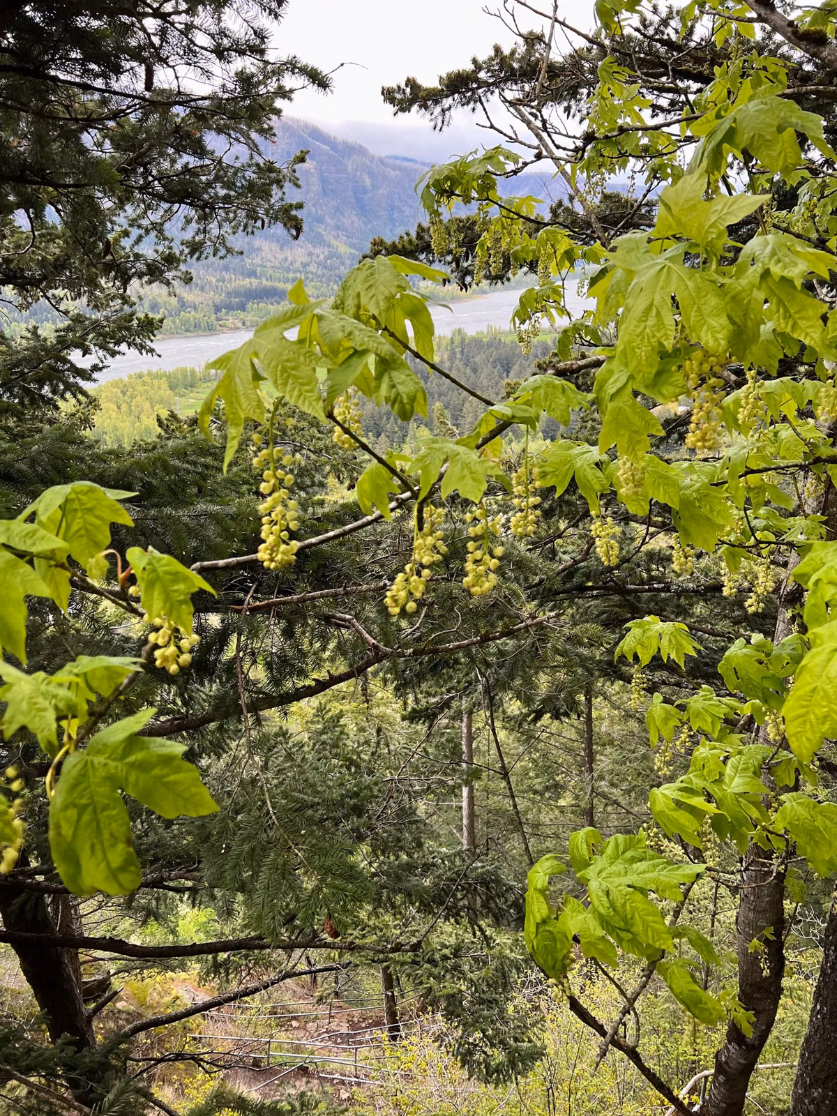 Bigleaf maple in bloom with the gorge beyond
