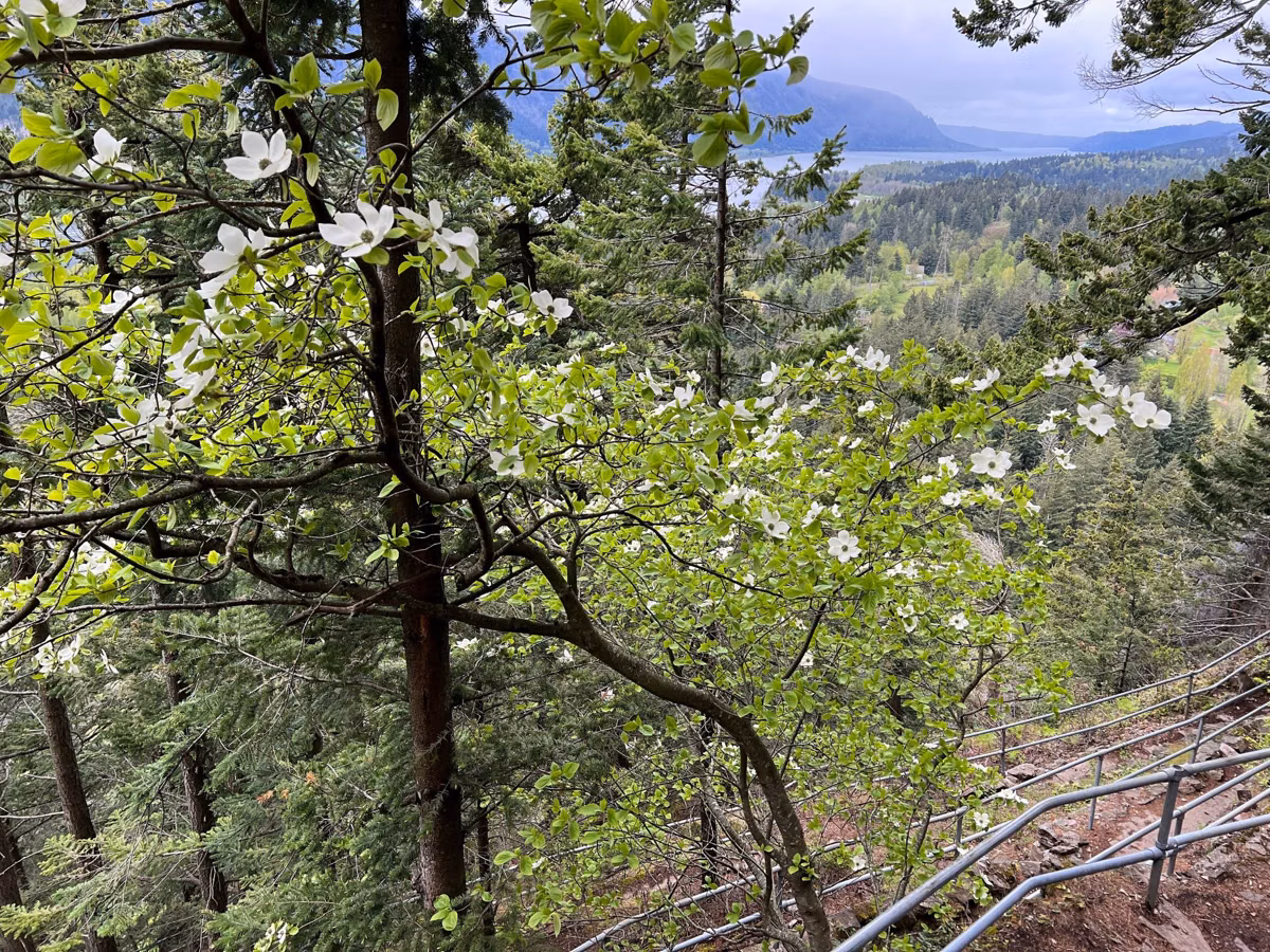 Pacific dogwood in flower with the Columbia River in the distance