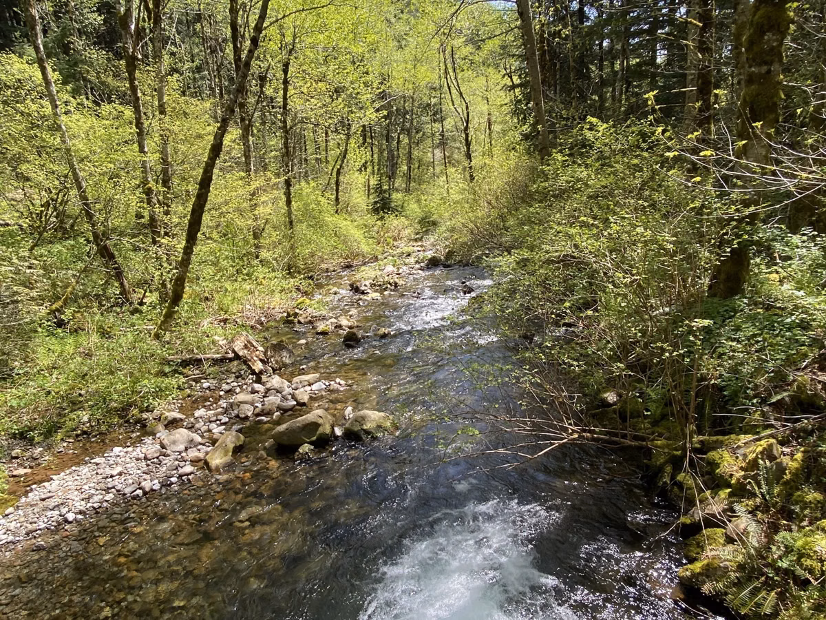 Hardy Creek running through spring forest on the Hamilton Mountain Trail