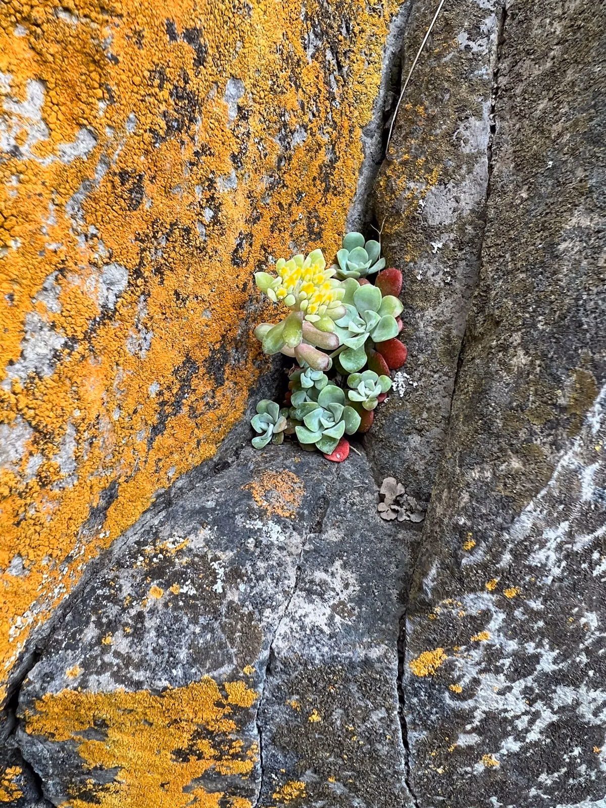 Stonecrop growing in a crack of lichen-covered rock