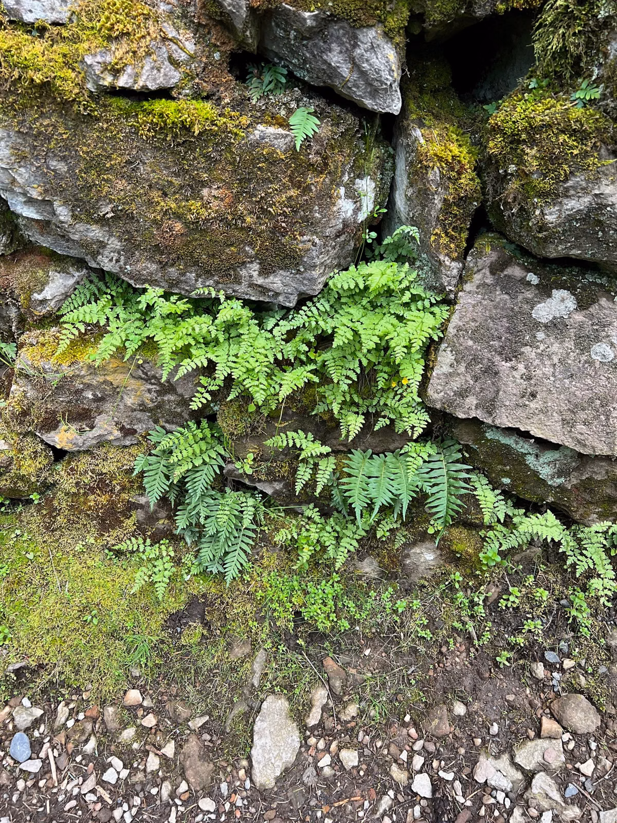 Ferns among mossy boulders beside a trail