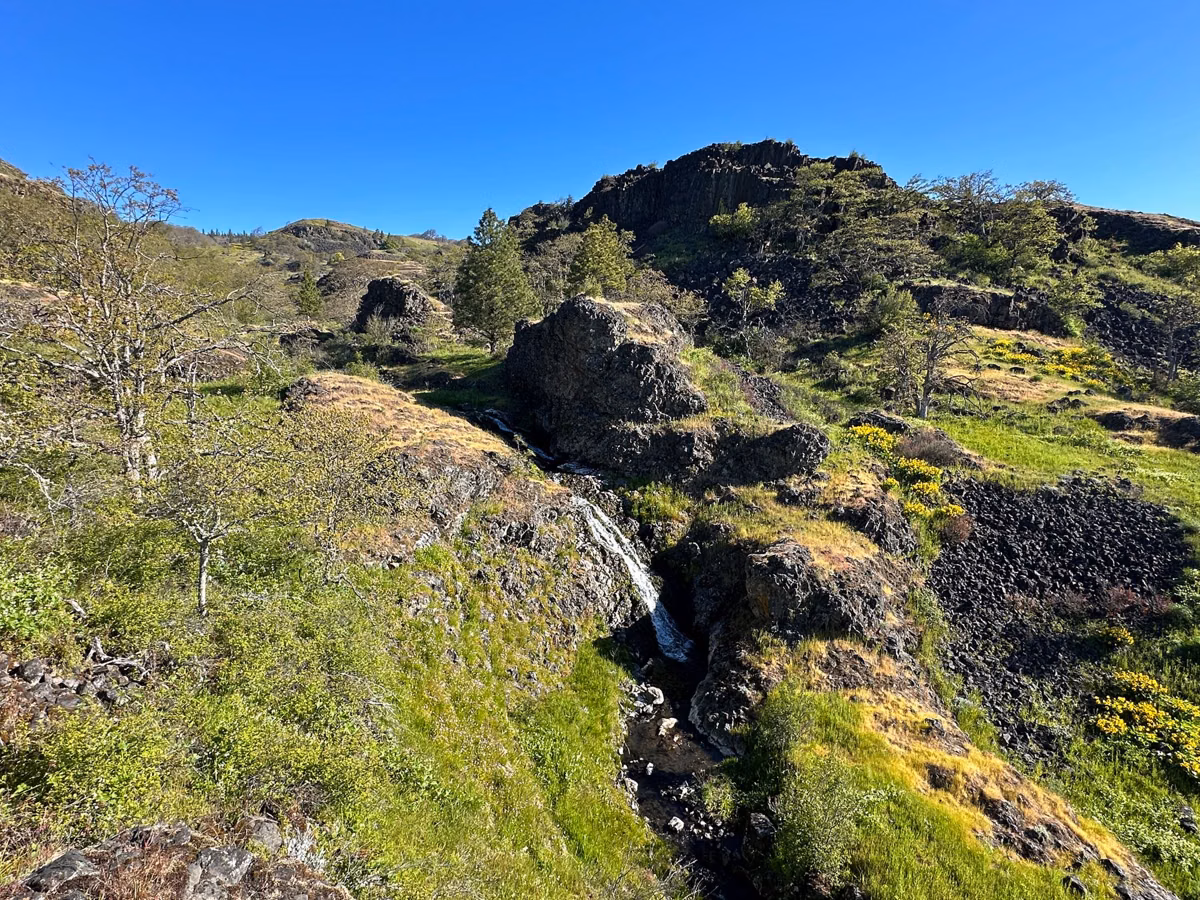 A small waterfall over mossy basalt in the Columbia River Gorge